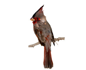 Pyrrhuloxia (Cardinalis sinuatus) High Resolution Photo, on a Transparent PNG Background, Perched and Showing Its Colors