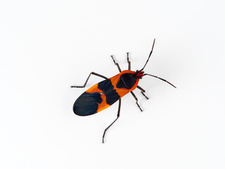 Wall Mural - Large milkweed bug in a white background. Oncopeltus fasciatus