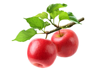 Wall Mural - red apples hanging on branch isolated on white background.