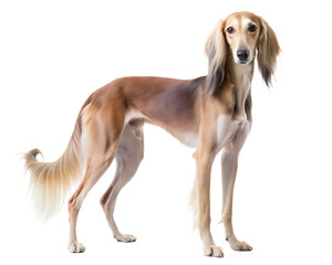 Saluki dog staying and looking on white background. Dog with long snout, floppy and long-haired ears and brown eyes.