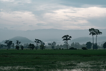 Wall Mural - beautiful sunrise in rural nature, misty fog embraces the green rice fields and meadows, scenic land