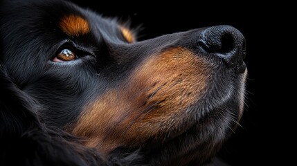 A close-up picture of a female Tibetan Mastiff's head.