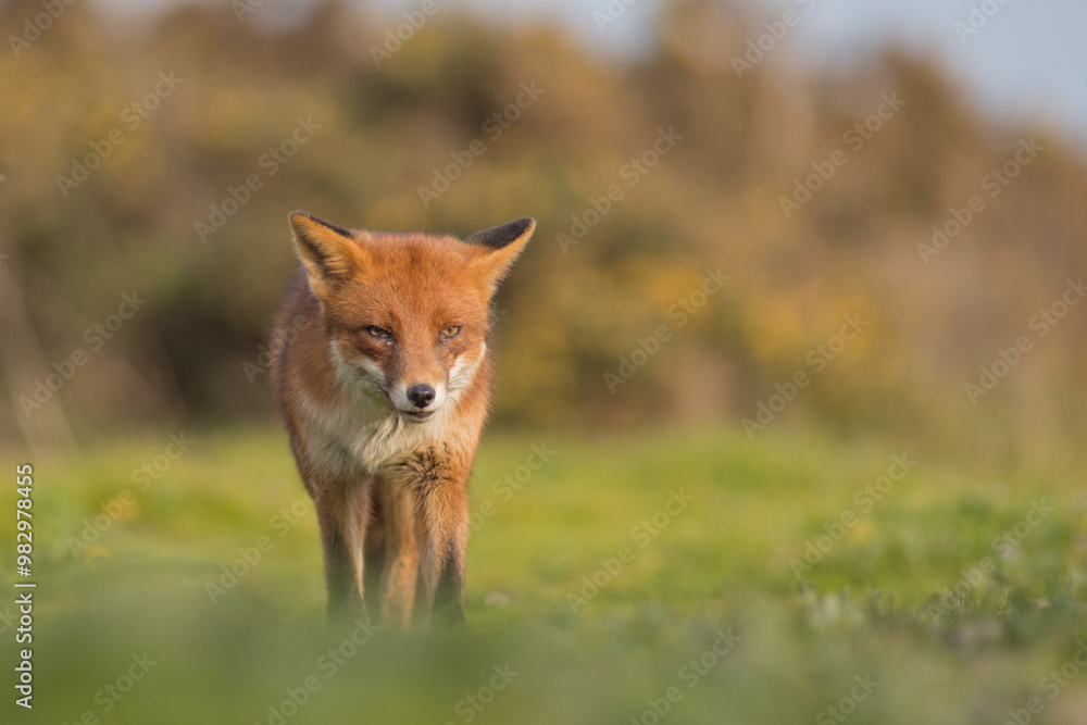 Red fox (Vulpes vulpes) is the largest of the true foxes and one of the ...