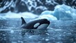 © Elmin - A killer whale swims in the icy waters near Tromso, Norway.