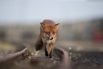 Wall Mural - Red fox (Vulpes vulpes) is the largest of the true foxes and one of the most widely distributed members of the order Carnivora