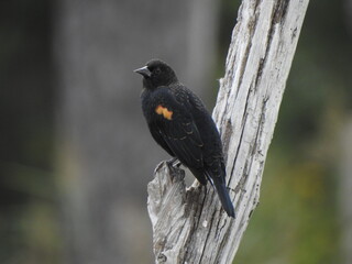 Wall Mural - A male, red-winged blackbird perched on a withered tree branch, within the 
blackwater National Wildlife Refuge, Dorchester County, Maryland.