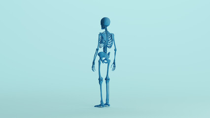 Blue skeleton anatomy model bones study mannequin monochrome pale blue back quarter left view background 3d illustration render digital rendering