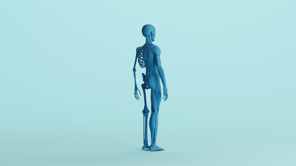 Canvas Print - Blue skeleton muscles anatomy model study mannequin monochrome pale blue back quarter right view background 3d illustration render digital rendering