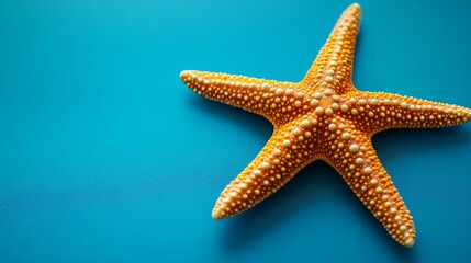 A starfish sits on a blue backdrop.