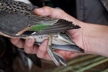 waterfowl tracking band, green-wing teal