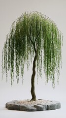 Wall Mural - Weeping Willow Tree in a Zen Garden - Tranquil Nature Photography