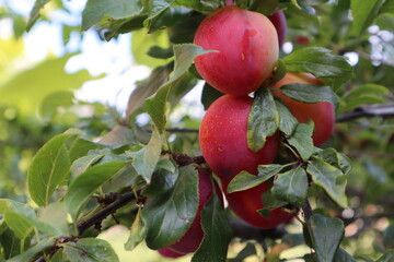 Red plums grow on a tree. Summer sweet fruits.