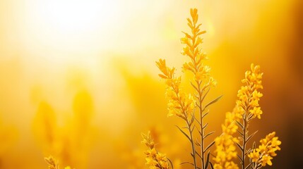 Sticker -  A close-up of a yellow plant with the sun shining behind it