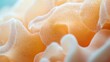 © Wall - A close-up view of an orange and white sea anemone Repeated mention of anemone is unnecessary