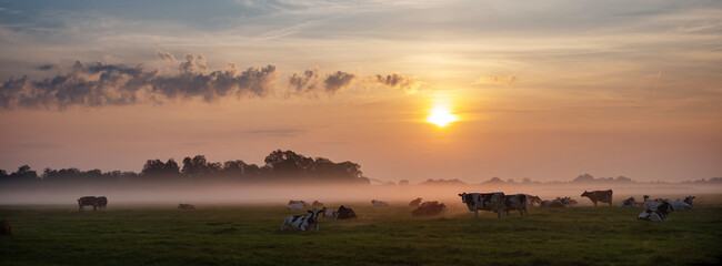 Wall Mural - herd of cows in misty meadow during colorful sunrise in the netherlands