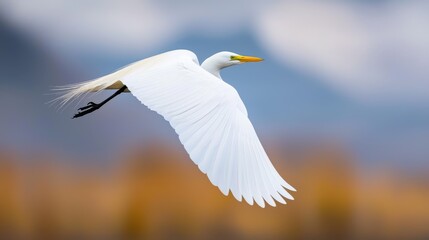 Wall Mural -  A white bird flies in the air with widely spread wings