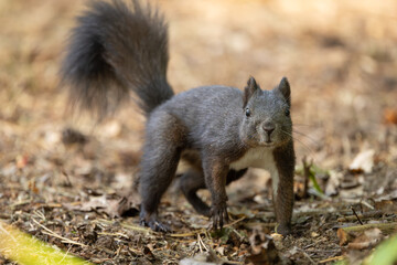 Fototapete - Cute and playful squirrel. Amazing small and cute animal. Very fast, jumping from one tree to another. Eating seeds and nuts. Red, orange or brown furry rodent. Natural cutie, lovely animal.