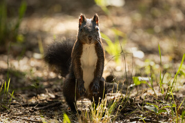 Wall Mural - cute and playful squirrel. amazing small and cute animal. very fast, jumping from one tree to anothe
