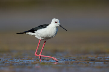 Cute water bird. Colorful nature background. Bird: Black winged Stilt (Himantopus himantopus). Close up Isolated Detail, Low point of view eye level