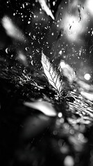 Canvas Print -  Monochrome photograph depicting a leaf floating on water with water droplets beneath it