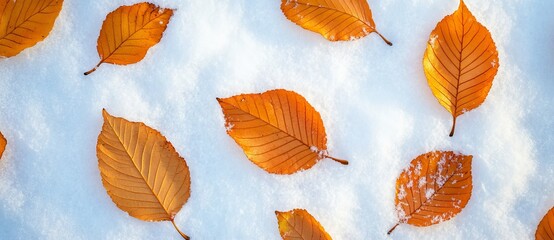 Canvas Print - This image provides a full frame with copy space as autumn beech leaves peek through the first snow creating a bright cool and leafy background