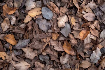 Wall Mural - autumn leaves background