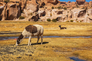 Llamas grazing in Las Rocas Valley, Bolivia