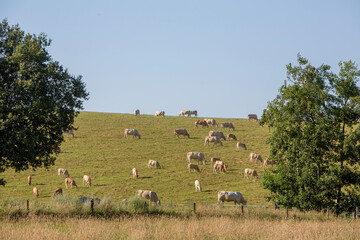 Wall Mural - blonde cows graze in hill country near nijmegen in the netherlands