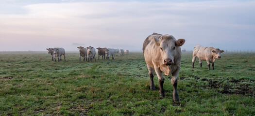 Wall Mural - cows during sunrise on misty morning in valley of river Aisne near Charleville mezieres in champagne ardenne