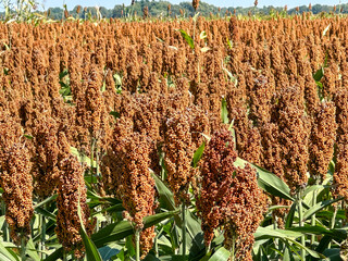 Sorghum field close up 