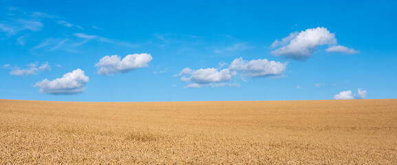 Canvas Print - golden cornfield and blue sky with white clouds