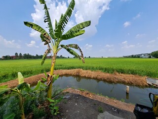 Banana trees stand in the middle of green rice fields with a beautiful sky Horizontal image