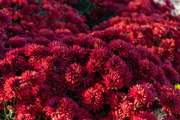 Fresh bright blooming red chrysanthemums flowers in autumn garden outside in sunny day