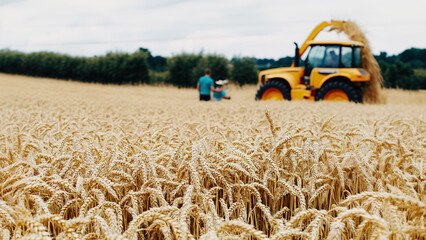 Wheat harvesting on a sunny day in the countryside