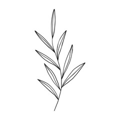 vector outline branch with leaves.simple design element for botany emblem.organic logo template.hand