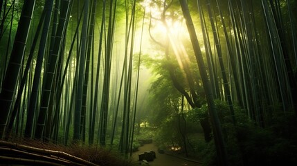 Poster - Sunlight Through Bamboo Forest