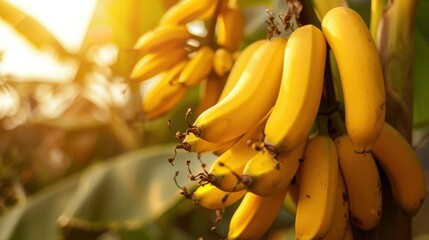 Wall Mural - Bunch of Ripe Bananas in Tropical Sunlight