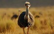 © Riski - Close-up wildlife photography of ostriches in their natural habitat, showcasing their unique features and behavior in the wild.