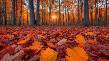 Wall Mural - Golden Sunset Through Autumn Forest with Fallen Leaves