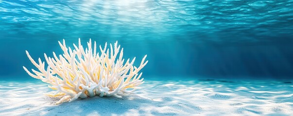 Sticker - Underwater Coral Reef in Clear Blue Water.