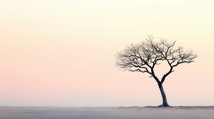 Canvas Print - Lone Tree Silhouette at Sunrise.