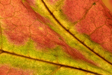 Detail of a fall leaf