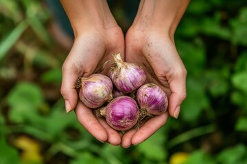 Wall Mural - Hands holding Shallots, shallot garden on background , Generative AI