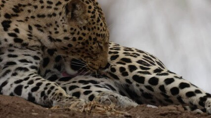 Wall Mural - Female leopard licking herself clean.