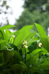 Wall Mural - beautiful frangipani flower tree in springtime, rainy day