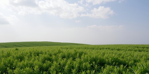 Wall Mural - A sprawling field of vibrant green plants under a clear sky.