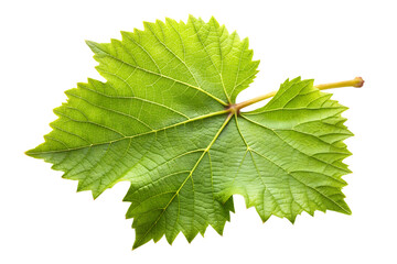 Green grape leaf isolated on transparent background