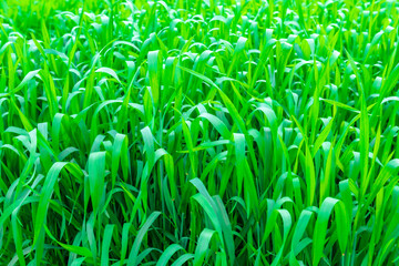 Wheat seedlings in the agricultural field