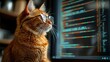 © BOJOShop - Orange Cat Wearing Glasses Looking at Computer Code