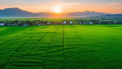 Wall Mural - Endless Vibrant Green Fields Under Morning Sun Showcasing Agricultural Patterns and Rural Landscape Beauty